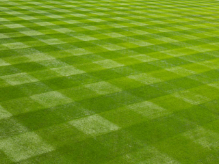 Total Lawn Solutions - Lawn mowed in checkerboard Total Lawn Solutions