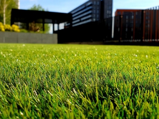 Total Lawn Solutions - Close-up of freshly trimmed grass
